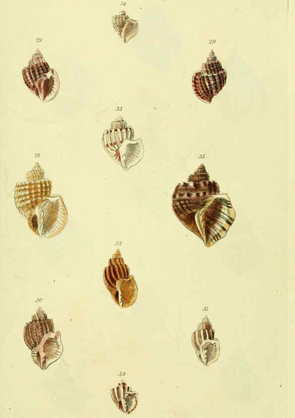 Reproducción/Reproduction 5977953417: The conchological illustrations or, Coloured figures of all the hitherto unfigured recent shells London :[s.n.] ;1832