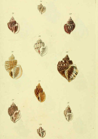 Reproducción/Reproduction 5977953417: The conchological illustrations or, Coloured figures of all the hitherto unfigured recent shells London :[s.n.] ;1832