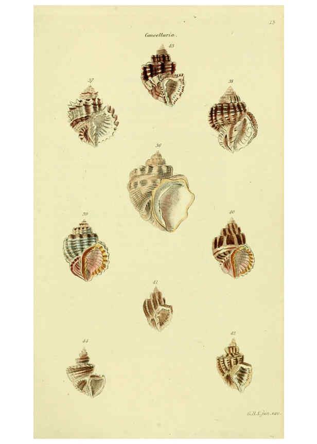 Reproducción/Reproduction 5977953697: The conchological illustrations or, Coloured figures of all the hitherto unfigured recent shells London :[s.n.] ;1832