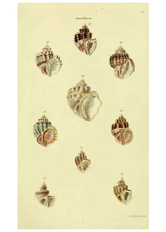 Reproducción/Reproduction 5977953697: The conchological illustrations or, Coloured figures of all the hitherto unfigured recent shells London :[s.n.] ;1832