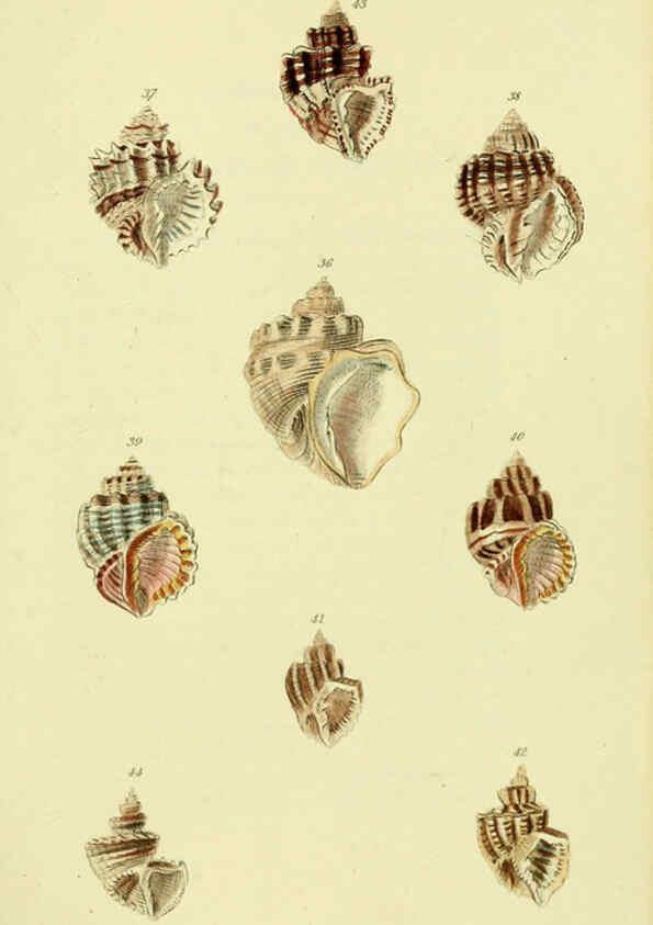 Reproducción/Reproduction 5977953697: The conchological illustrations or, Coloured figures of all the hitherto unfigured recent shells London :[s.n.] ;1832