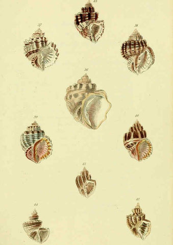 Reproducción/Reproduction 5977953697: The conchological illustrations or, Coloured figures of all the hitherto unfigured recent shells London :[s.n.] ;1832