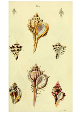 Reproducción/Reproduction 5978512702: The conchological illustrations or, Coloured figures of all the hitherto unfigured recent shells London :[s.n.] ;1832