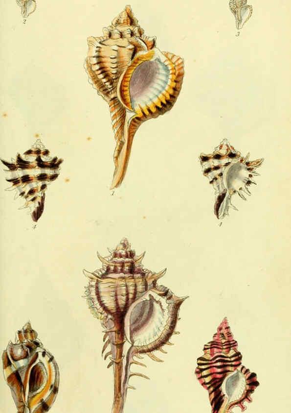 Reproducción/Reproduction 5978512702: The conchological illustrations or, Coloured figures of all the hitherto unfigured recent shells London :[s.n.] ;1832