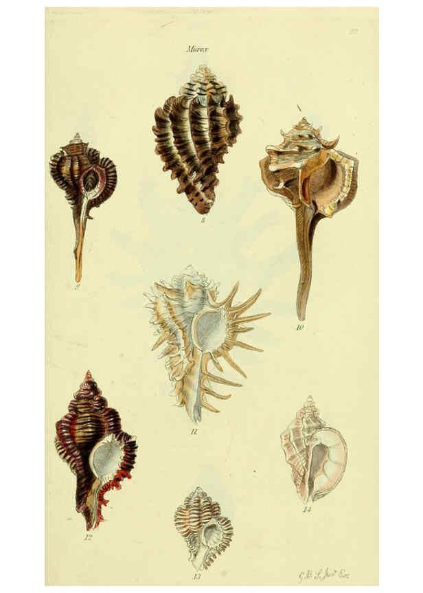 Reproducción/Reproduction 5978513374: The conchological illustrations or, Coloured figures of all the hitherto unfigured recent shells London :[s.n.] ;1832