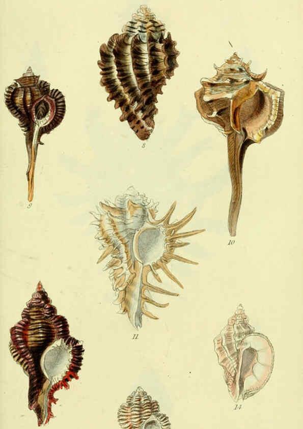 Reproducción/Reproduction 5978513374: The conchological illustrations or, Coloured figures of all the hitherto unfigured recent shells London :[s.n.] ;1832