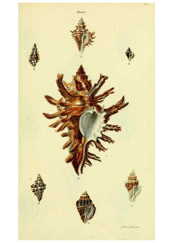 Reproducción/Reproduction 5978513728: The conchological illustrations or, Coloured figures of all the hitherto unfigured recent shells London :[s.n.] ;1832
