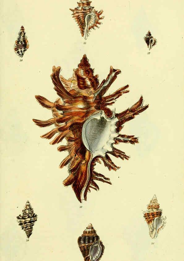 Reproducción/Reproduction 5978513728: The conchological illustrations or, Coloured figures of all the hitherto unfigured recent shells London :[s.n.] ;1832