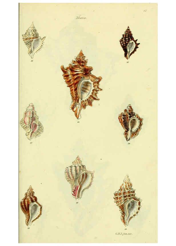 Reproducción/Reproduction 5977955273: The conchological illustrations or, Coloured figures of all the hitherto unfigured recent shells London :[s.n.] ;1832