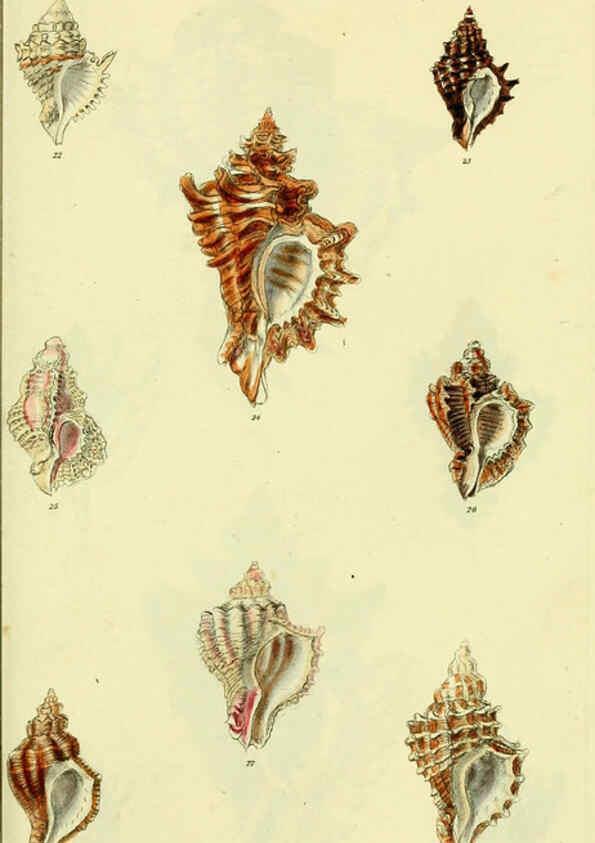 Reproducción/Reproduction 5977955273: The conchological illustrations or, Coloured figures of all the hitherto unfigured recent shells London :[s.n.] ;1832