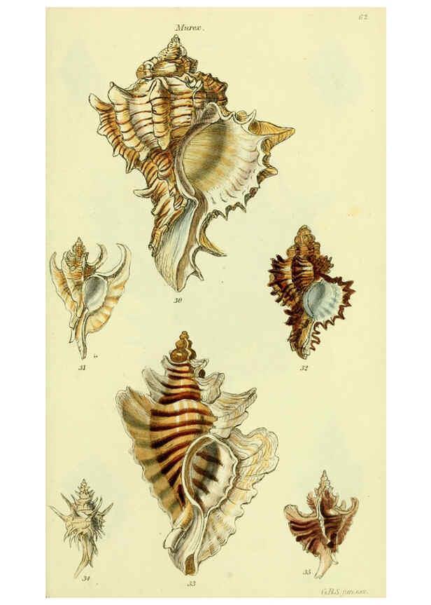 Reproducción/Reproduction 5977955859: The conchological illustrations or, Coloured figures of all the hitherto unfigured recent shells London :[s.n.] ;1832