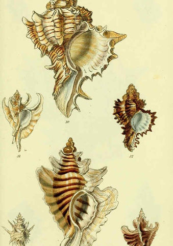 Reproducción/Reproduction 5977955859: The conchological illustrations or, Coloured figures of all the hitherto unfigured recent shells London :[s.n.] ;1832