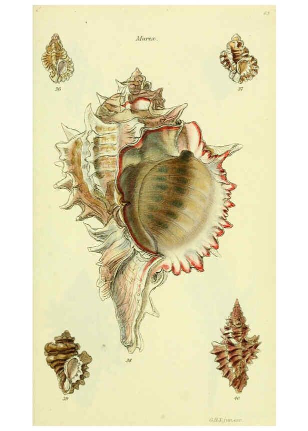 Reproducción/Reproduction 5978514966: The conchological illustrations or, Coloured figures of all the hitherto unfigured recent shells London :[s.n.] ;1832