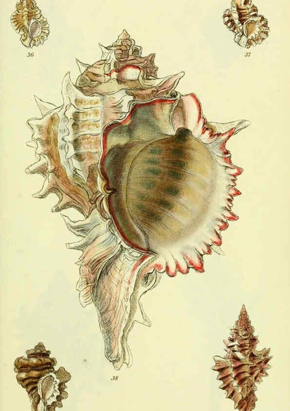 Reproducción/Reproduction 5978514966: The conchological illustrations or, Coloured figures of all the hitherto unfigured recent shells London :[s.n.] ;1832