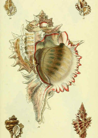 Reproducción/Reproduction 5978514966: The conchological illustrations or, Coloured figures of all the hitherto unfigured recent shells London :[s.n.] ;1832