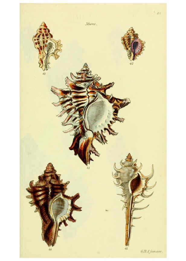 Reproducción/Reproduction 5977956565: The conchological illustrations or, Coloured figures of all the hitherto unfigured recent shells London :[s.n.] ;1832