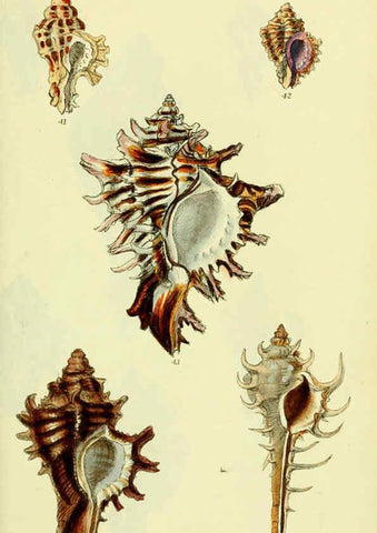 Reproducción/Reproduction 5977956565: The conchological illustrations or, Coloured figures of all the hitherto unfigured recent shells London :[s.n.] ;1832