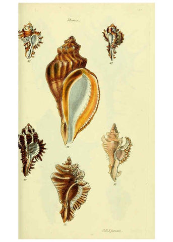 Reproducción/Reproduction 5978515658: The conchological illustrations or, Coloured figures of all the hitherto unfigured recent shells London :[s.n.] ;1832