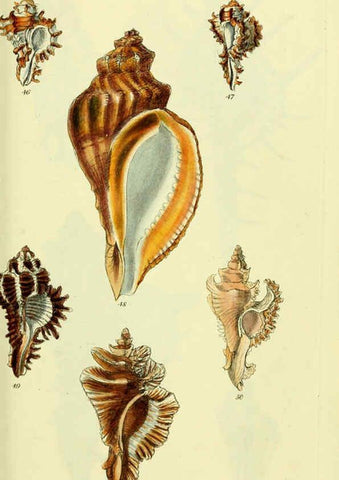 Reproducción/Reproduction 5978515658: The conchological illustrations or, Coloured figures of all the hitherto unfigured recent shells London :[s.n.] ;1832