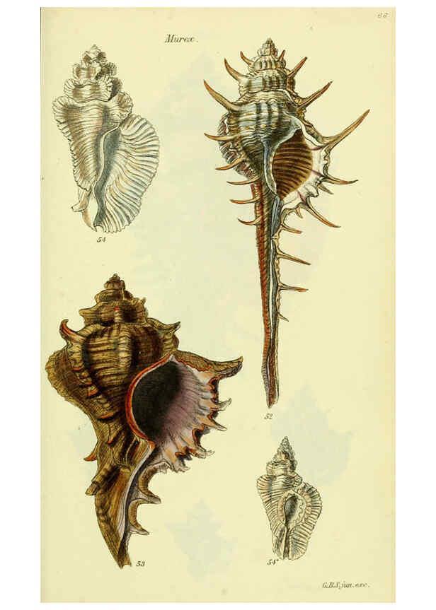 Reproducción/Reproduction 5978516094: The conchological illustrations or, Coloured figures of all the hitherto unfigured recent shells London :[s.n.] ;1832
