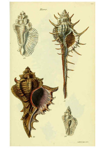 Reproducción/Reproduction 5978516094: The conchological illustrations or, Coloured figures of all the hitherto unfigured recent shells London :[s.n.] ;1832