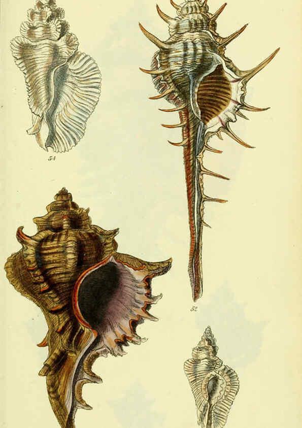 Reproducción/Reproduction 5978516094: The conchological illustrations or, Coloured figures of all the hitherto unfigured recent shells London :[s.n.] ;1832