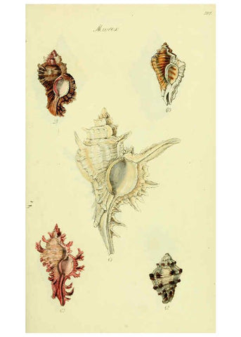 Reproducción/Reproduction 5977957785: The conchological illustrations or, Coloured figures of all the hitherto unfigured recent shells London :[s.n.] ;1832