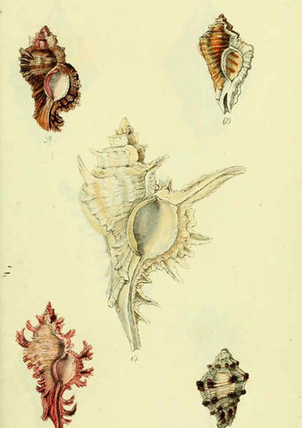 Reproducción/Reproduction 5977957785: The conchological illustrations or, Coloured figures of all the hitherto unfigured recent shells London :[s.n.] ;1832