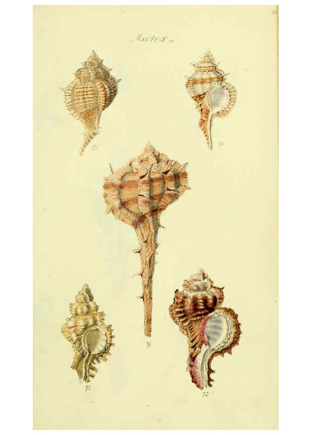 Reproducción/Reproduction 5977958535: The conchological illustrations or, Coloured figures of all the hitherto unfigured recent shells London :[s.n.] ;1832