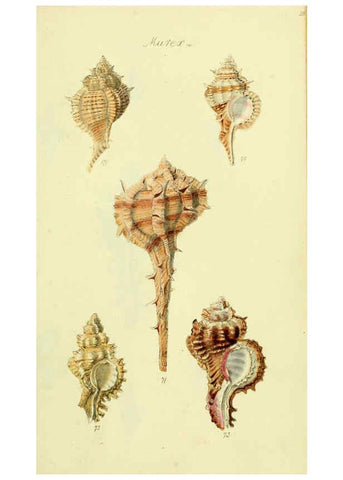 Reproducción/Reproduction 5977958535: The conchological illustrations or, Coloured figures of all the hitherto unfigured recent shells London :[s.n.] ;1832