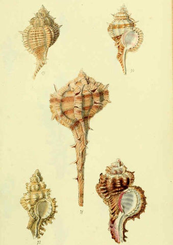 Reproducción/Reproduction 5977958535: The conchological illustrations or, Coloured figures of all the hitherto unfigured recent shells London :[s.n.] ;1832