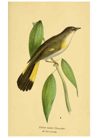 Reproducción/Reproduction 5977231733: A selection of the birds of Brazil and Mexico : the drawings London :H.G. Bohn,1841