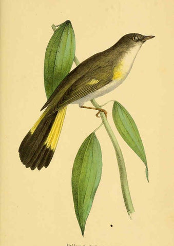 Reproducción/Reproduction 5977231733: A selection of the birds of Brazil and Mexico : the drawings London :H.G. Bohn,1841