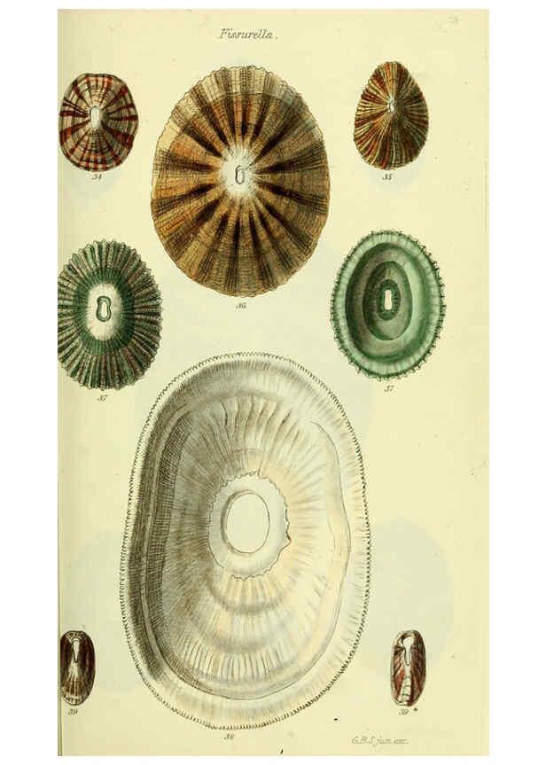 Reproducción/Reproduction 5977927047: The conchological illustrations or, Coloured figures of all the hitherto unfigured recent shells London :[s.n.] ;1832