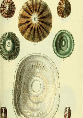 Reproducción/Reproduction 5977927047: The conchological illustrations or, Coloured figures of all the hitherto unfigured recent shells London :[s.n.] ;1832