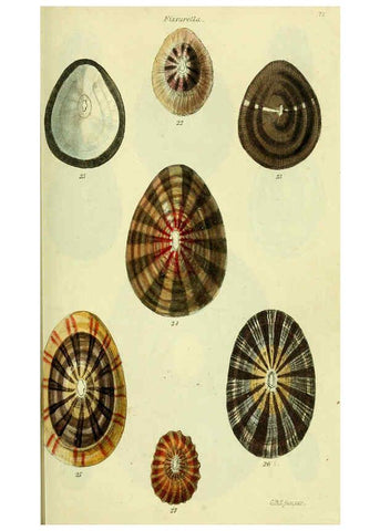Reproducción/Reproduction 5978484852: The conchological illustrations or, Coloured figures of all the hitherto unfigured recent shells London :[s.n.] ;1832