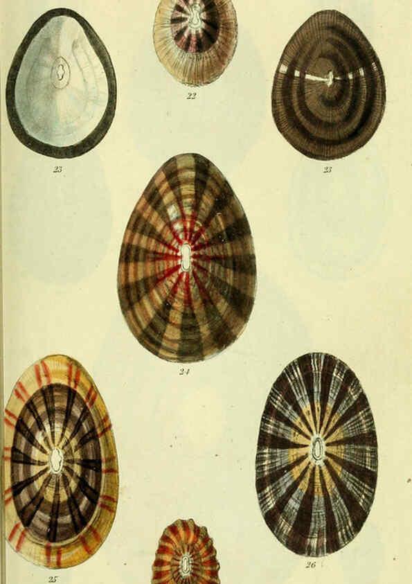 Reproducción/Reproduction 5978484852: The conchological illustrations or, Coloured figures of all the hitherto unfigured recent shells London :[s.n.] ;1832