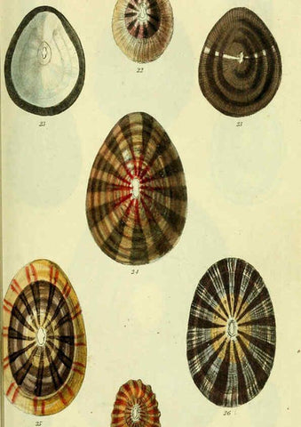 Reproducción/Reproduction 5978484852: The conchological illustrations or, Coloured figures of all the hitherto unfigured recent shells London :[s.n.] ;1832