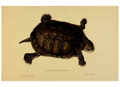 Reproducción/Reproduction 5978410446: Tortoises, terrapins, and turtles London, Paris, and Frankfort :H. Sotheran, J. Baer & co.,1872
