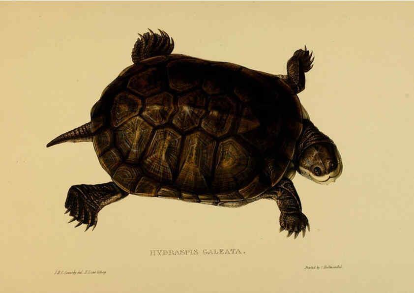 Reproducción/Reproduction 5978410446: Tortoises, terrapins, and turtles London, Paris, and Frankfort :H. Sotheran, J. Baer & co.,1872