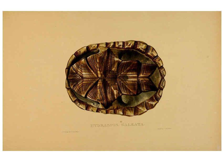 Reproducción/Reproduction 5977851425: Tortoises, terrapins, and turtles London, Paris, and Frankfort :H. Sotheran, J. Baer & co.,1872