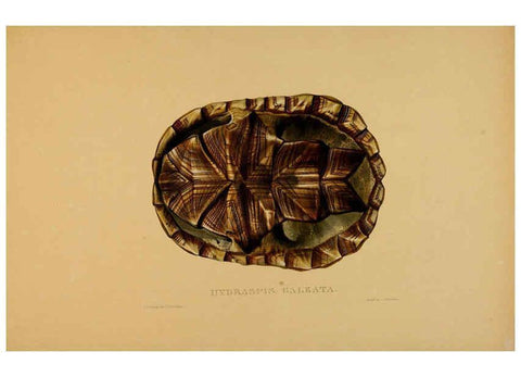 Reproducción/Reproduction 5977851425: Tortoises, terrapins, and turtles London, Paris, and Frankfort :H. Sotheran, J. Baer & co.,1872