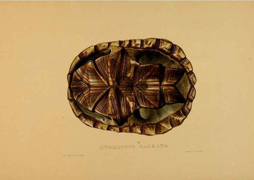 Reproducción/Reproduction 5977851425: Tortoises, terrapins, and turtles London, Paris, and Frankfort :H. Sotheran, J. Baer & co.,1872