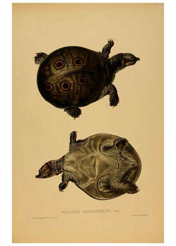Reproducción/Reproduction 5978411264: Tortoises, terrapins, and turtles London, Paris, and Frankfort :H. Sotheran, J. Baer & co.,1872