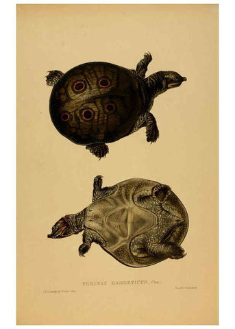 Reproducción/Reproduction 5978411264: Tortoises, terrapins, and turtles London, Paris, and Frankfort :H. Sotheran, J. Baer & co.,1872