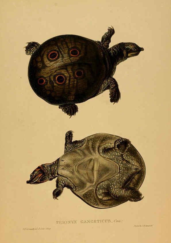 Reproducción/Reproduction 5978411264: Tortoises, terrapins, and turtles London, Paris, and Frankfort :H. Sotheran, J. Baer & co.,1872