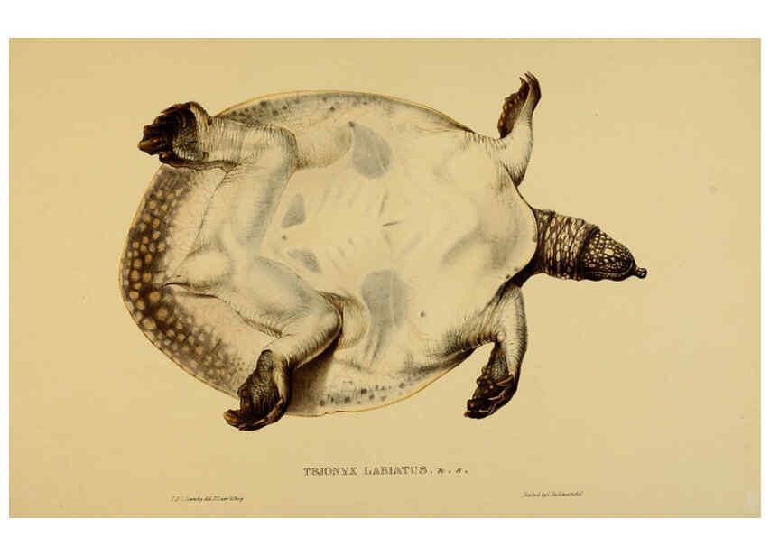 Reproducción/Reproduction 5977852003: Tortoises, terrapins, and turtles London, Paris, and Frankfort :H. Sotheran, J. Baer & co.,1872