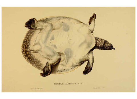 Reproducción/Reproduction 5977852003: Tortoises, terrapins, and turtles London, Paris, and Frankfort :H. Sotheran, J. Baer & co.,1872