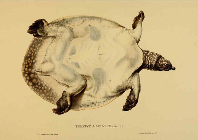 Reproducción/Reproduction 5977852003: Tortoises, terrapins, and turtles London, Paris, and Frankfort :H. Sotheran, J. Baer & co.,1872