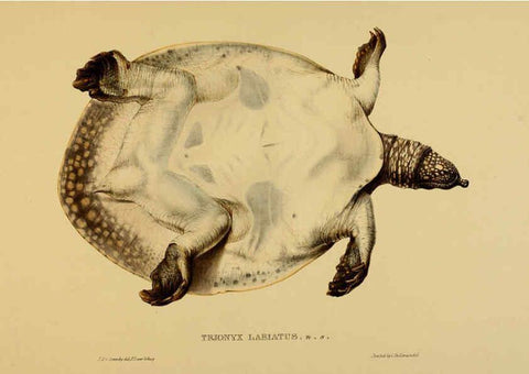 Reproducción/Reproduction 5977852003: Tortoises, terrapins, and turtles London, Paris, and Frankfort :H. Sotheran, J. Baer & co.,1872